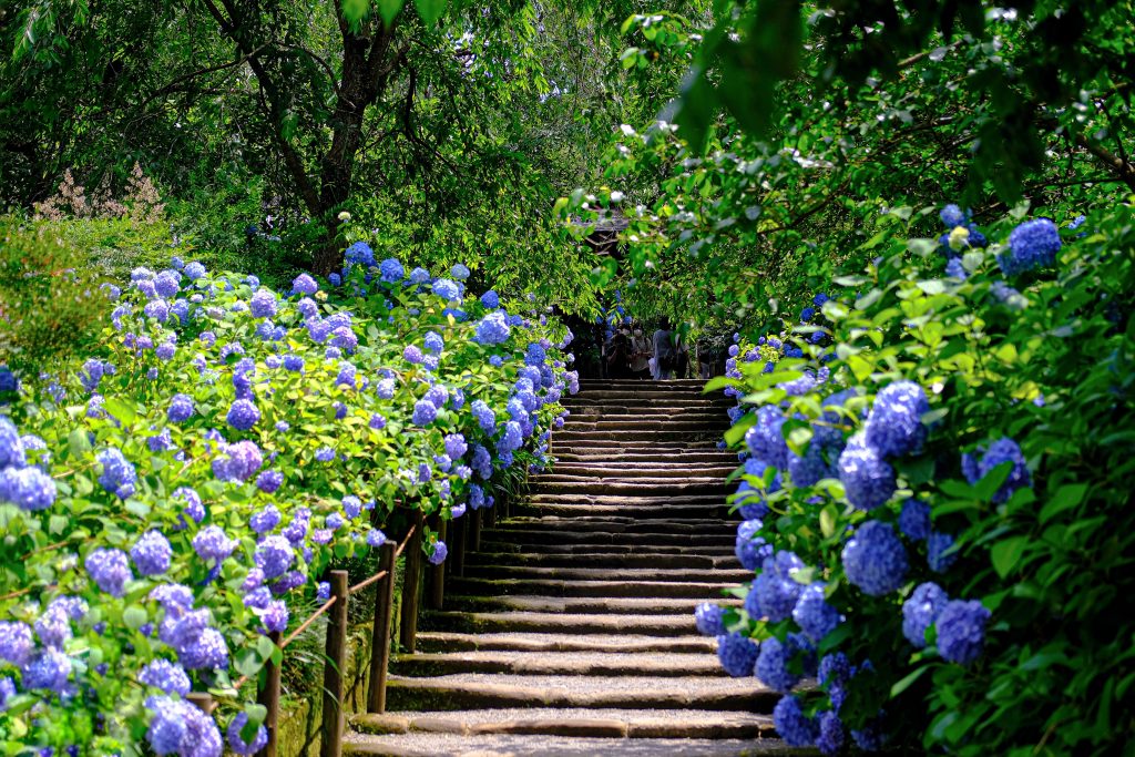 「お散歩」で歩く道にはキレイなアジサイの花が咲いている。普段花などには目もくれない私だが、女性がいっしょにいると「花を愛でる心のキレイな自分」を演出したくなる